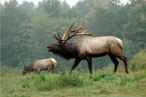 Elk hunting gear: What you actually need and when to buy it